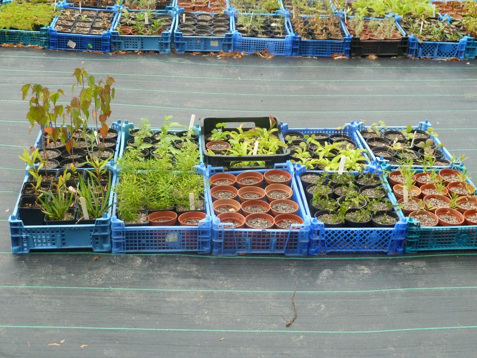 Perennials and young plants