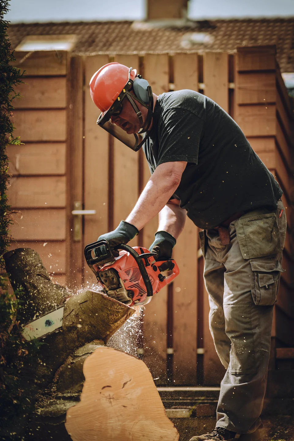 Gloved tree worker using a chainsaw to cut a felled trunk